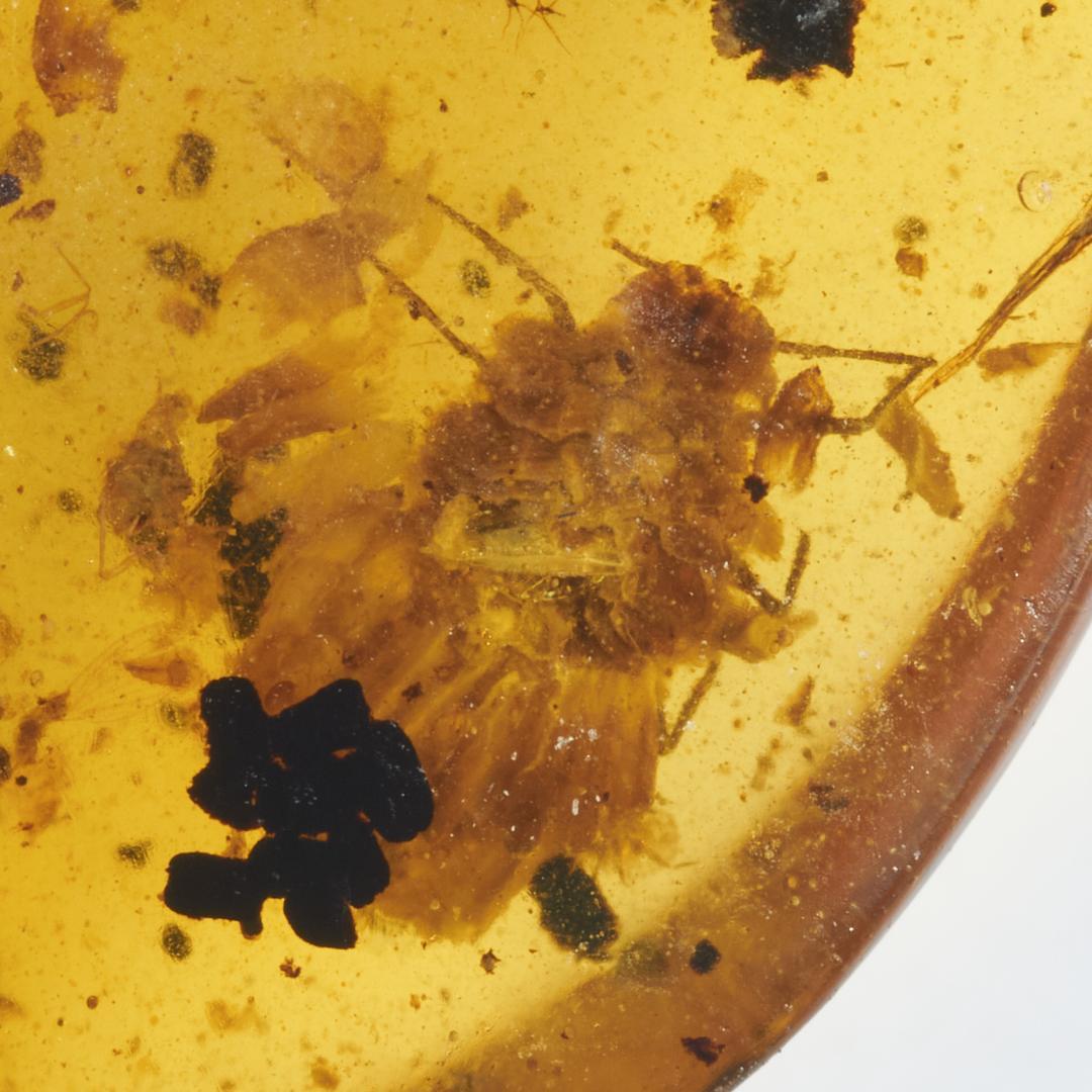 レア極上品 PA169虫入り琥珀化石　ミャンマーカムティかタナイ9900万年前