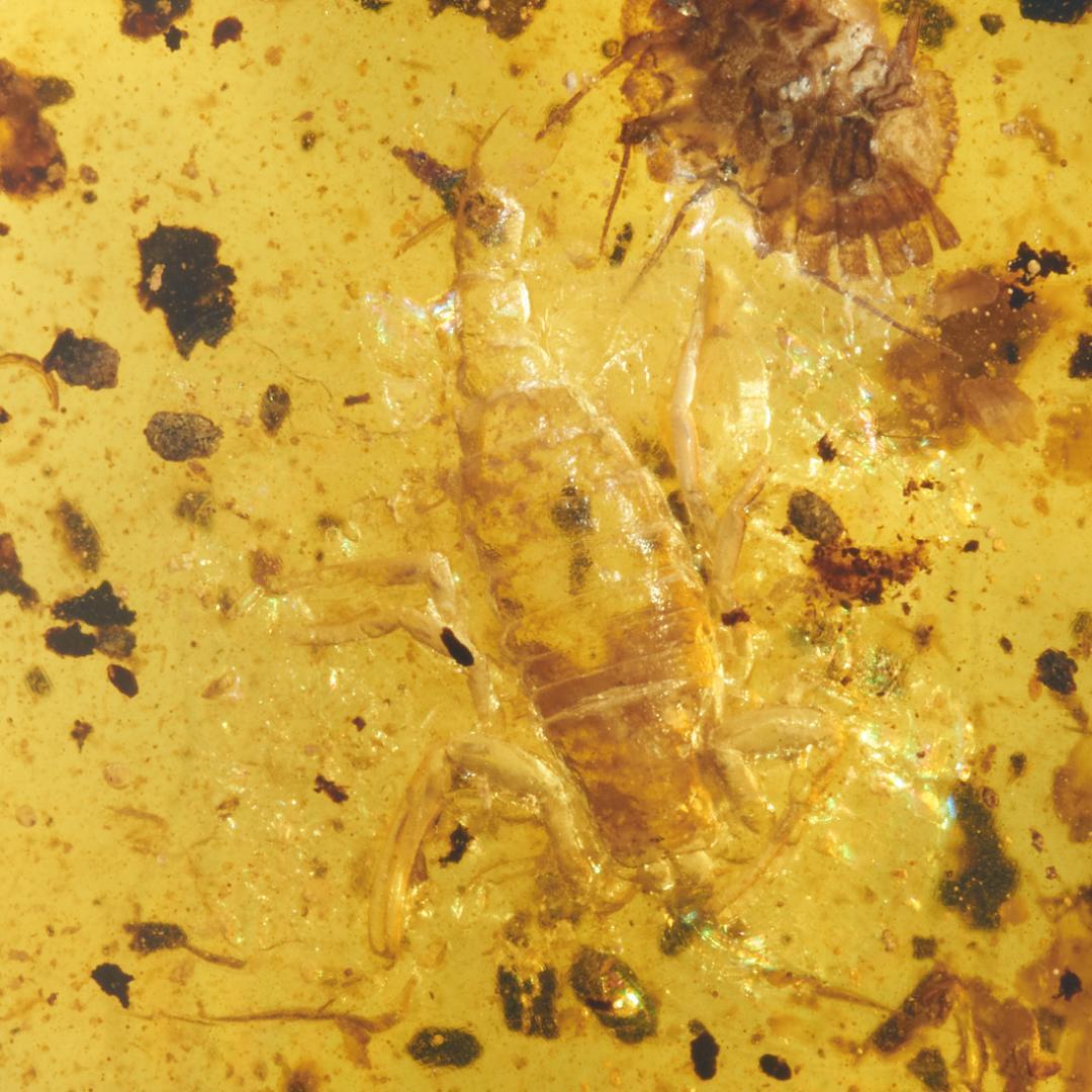 レア極上品 PA169虫入り琥珀化石　ミャンマーカムティかタナイ9900万年前