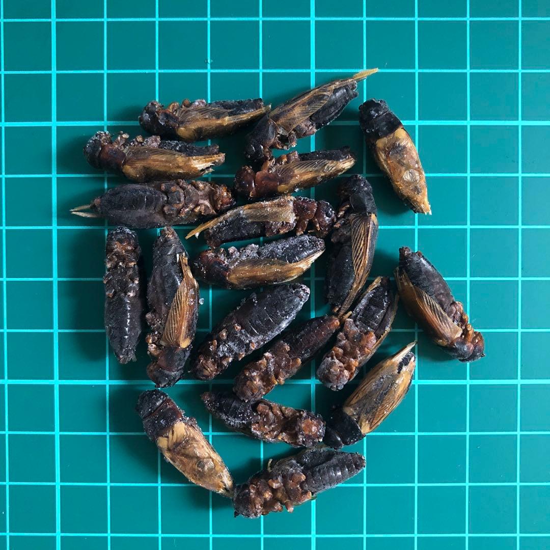 冷凍コオロギ　500g ×2 冷凍こおろぎ