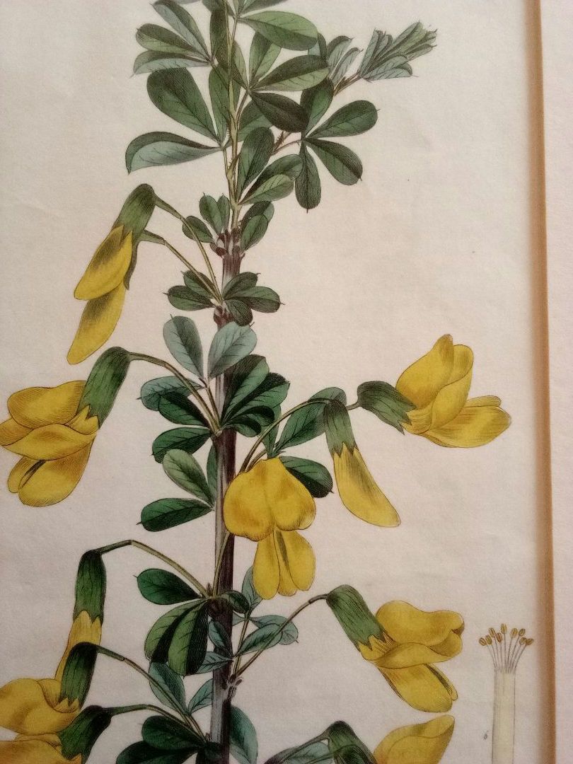 イギリス ボタニカル画の額装品 銅版画に手彩色 1827年