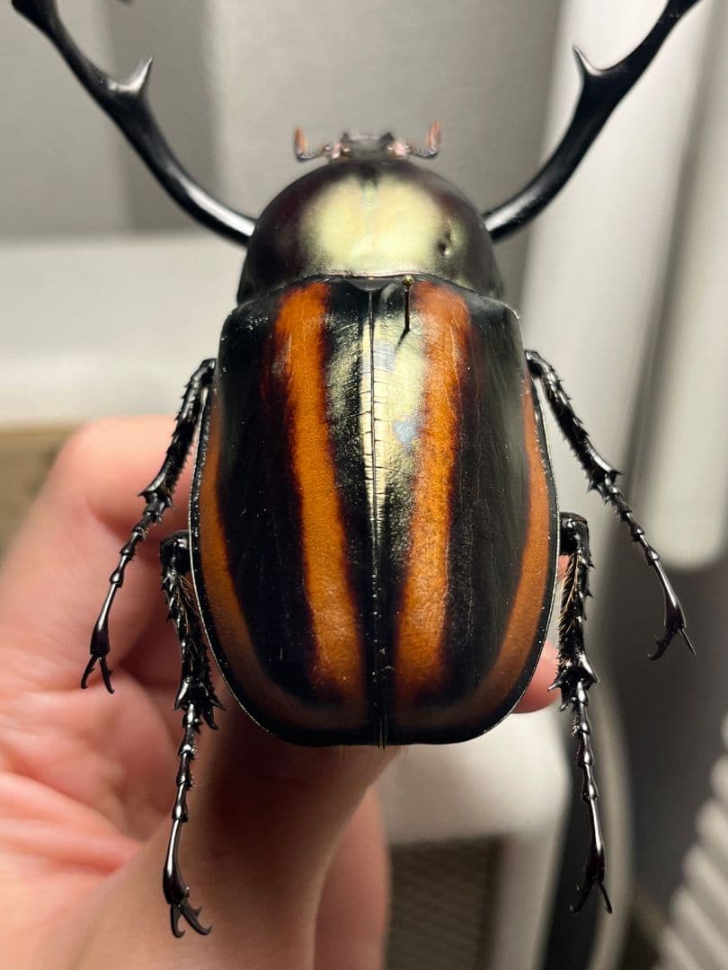 【手長黄金最高峰】セスジドウナガテナガコガネ 特大標本 プラチナコガネ