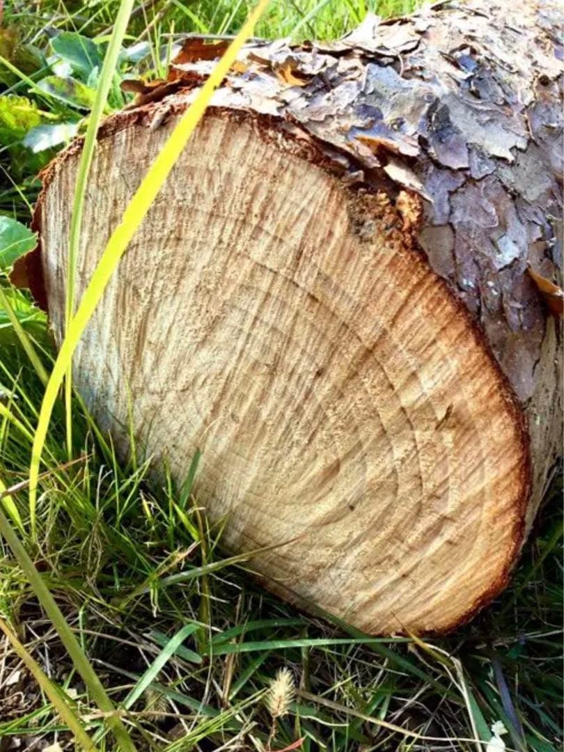 【販売済み】天然赤松/切り株/丸太/原木/薪割り台/椅子/彫刻やDIYなどにも！