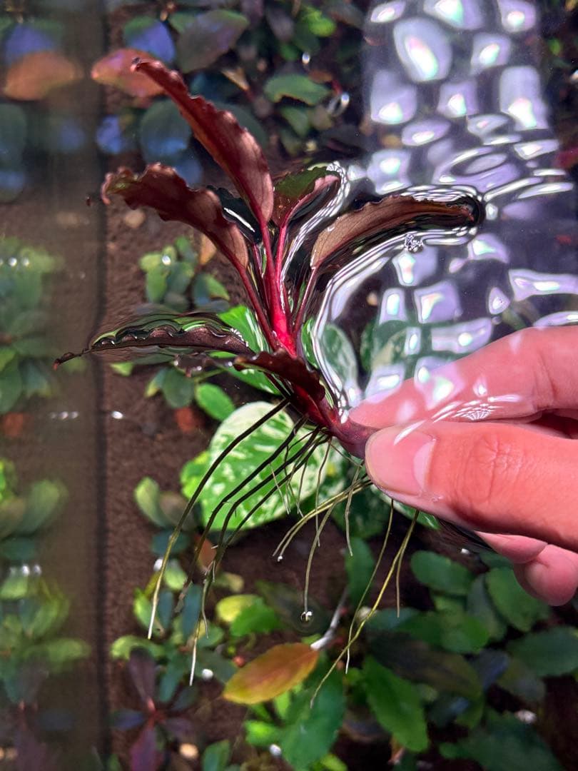 joy(プロフページ