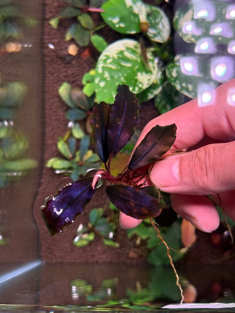 joy(プロフページ