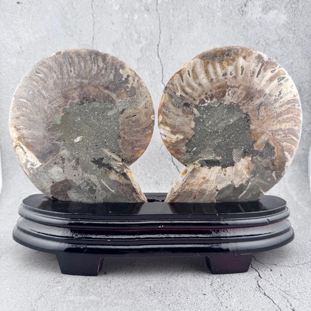 G-137天然アンモナイト 化石 左右対称ペアスライス 台座付き 鑑賞標本