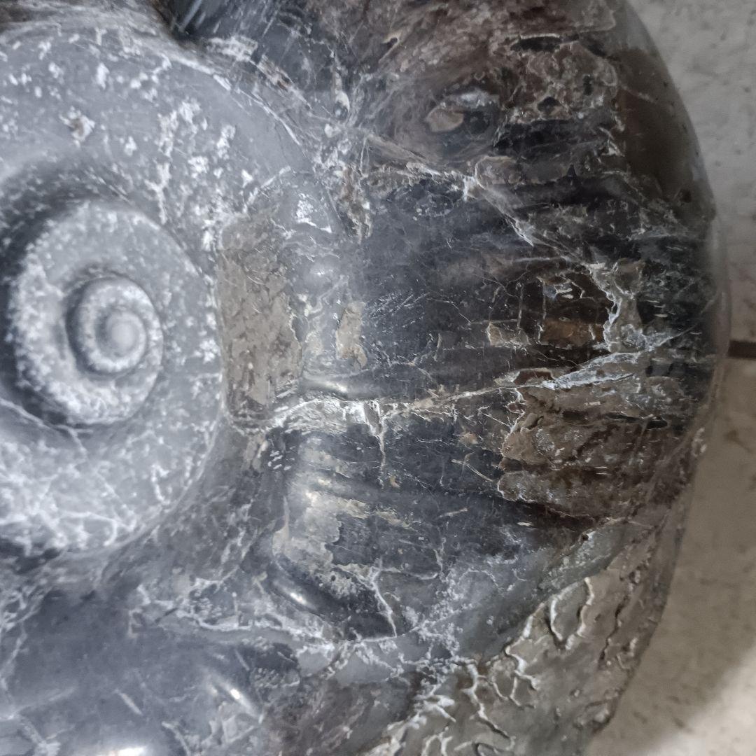 ４５２５）アンモナイトの化石　３０ｋｇ超え　縫合線　鑑賞石　置物