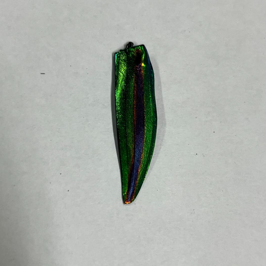 千葉県産　ヤマトタマムシ　４㎝以上11頭　上翅82枚　標本用　装飾用