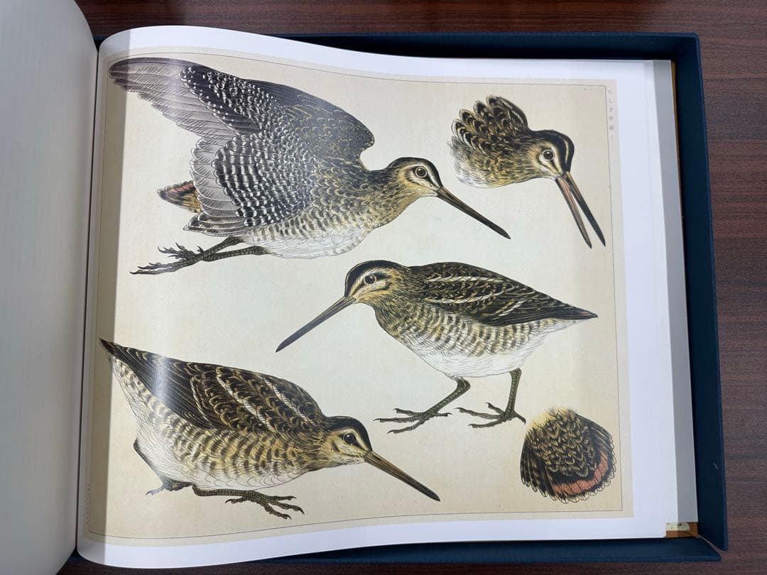 土岡春郊 鳥類画集「鳥類写生図譜」完全複刻版 全4冊揃 小泉勝巳