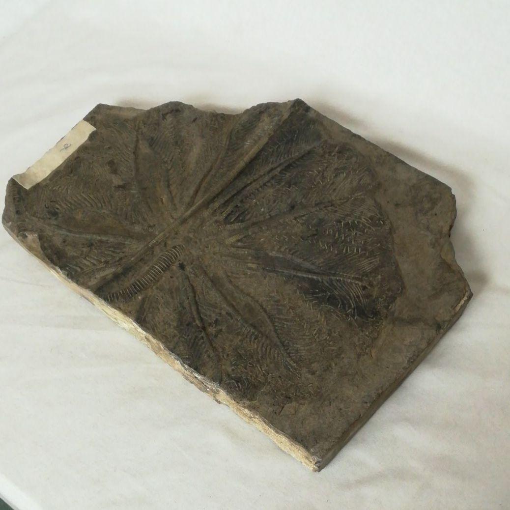 希少　レア　ウミユリ　化石　植物化石　プレート　置物