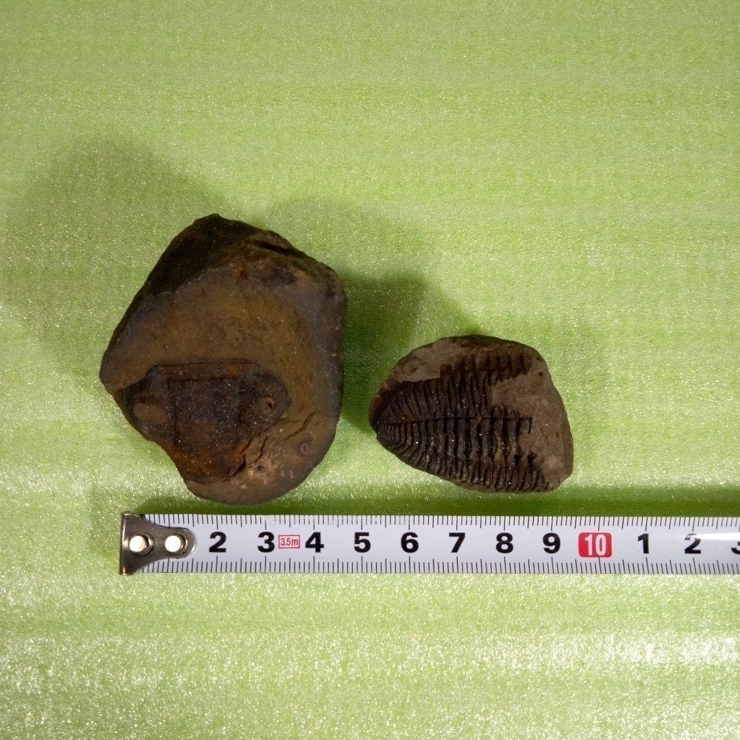 三葉虫　化石　fossil　ボリビア産　レア　Fossil判別⑦