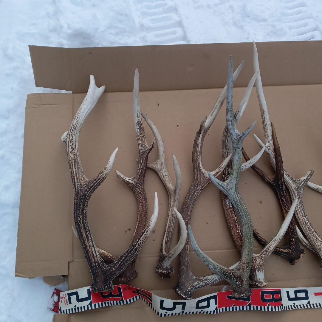 ク*ト様 鹿の角 大型　犬のおもちゃ、工芸品などにどうぞ　26番