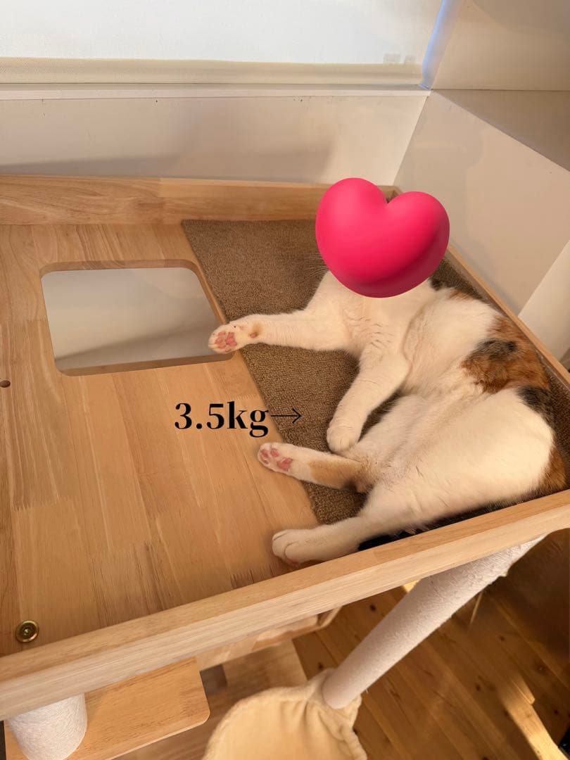 キャットタワースタジアム＊2024年購入