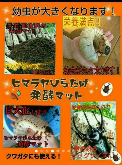 送料無料！60リットル　カブトムシ幼虫の餌！巨大化！ヒマラヤひらたけ発酵マット