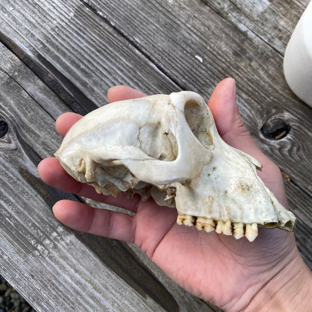 動物の骨製頭蓋骨 猿の頭蓋骨　スカル　骨格標本　ニホンザル