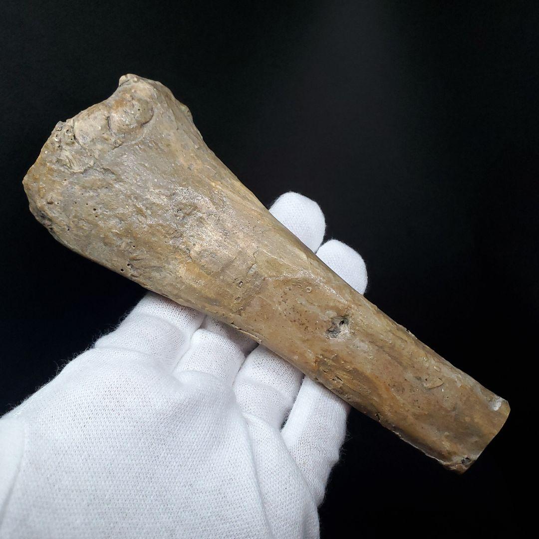 希少 アンハングエラ 化石 中手骨 恐竜 本物 146.81mm fr72