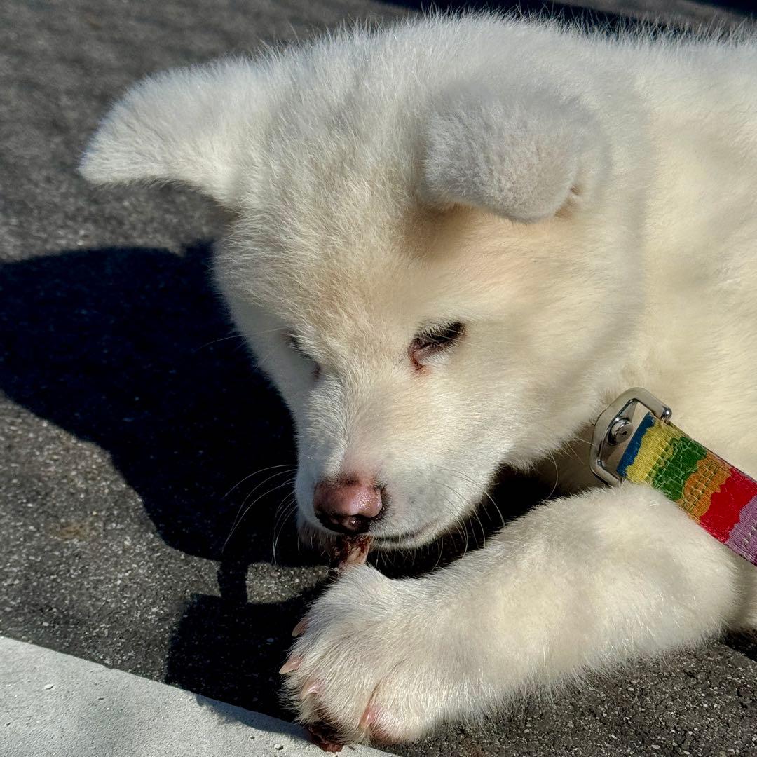 お得用‼️鹿あばらジャーキー 1kg 中小型犬向けサイズ 鹿肉ジャーキー