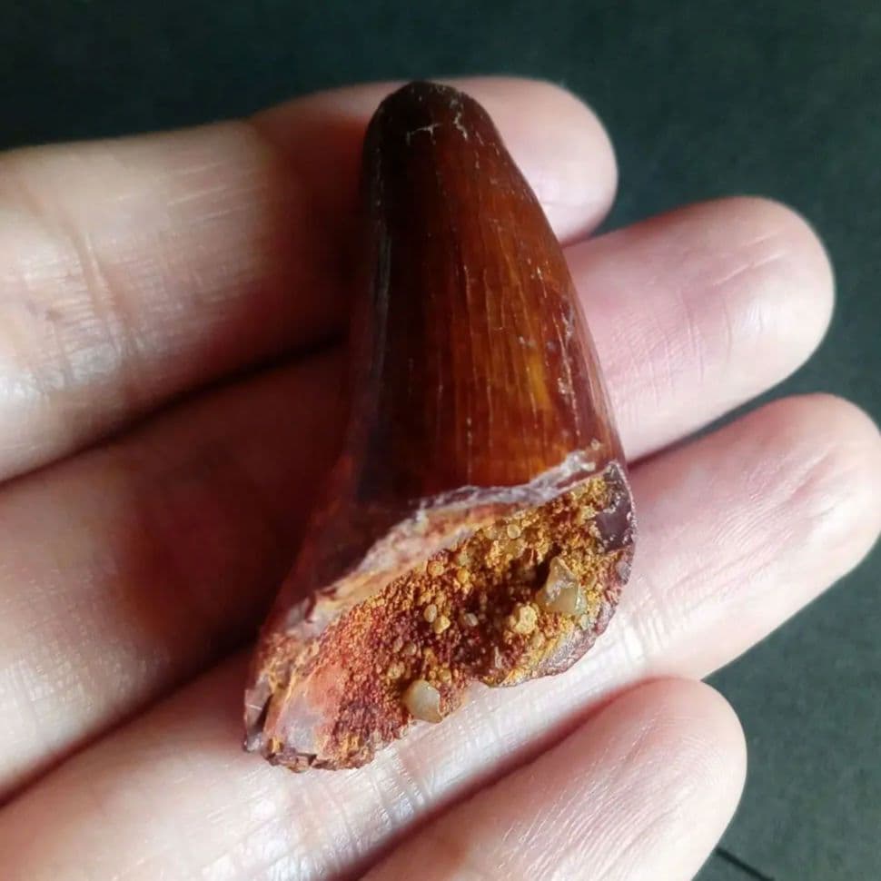 白亜紀　大型ワニ形類　エロスクス　極美麗