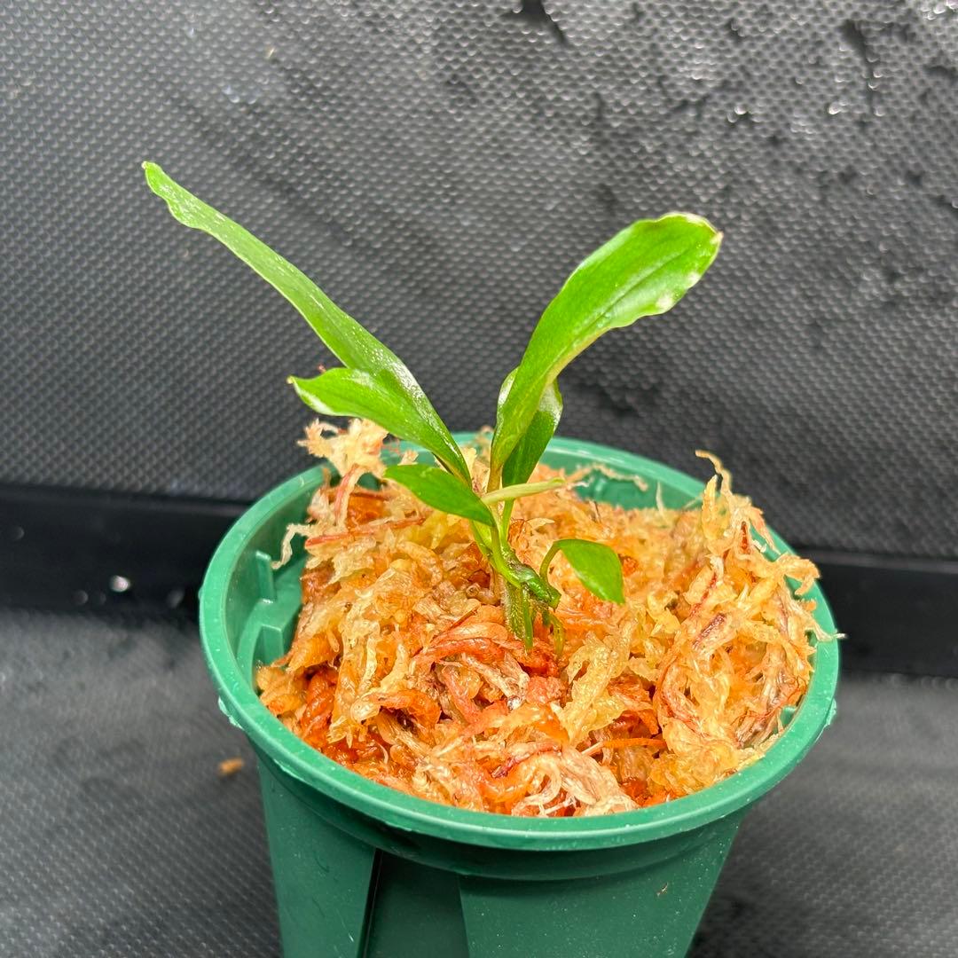 Bucephalandra sp. ”Kanowit” Sarawak TB便