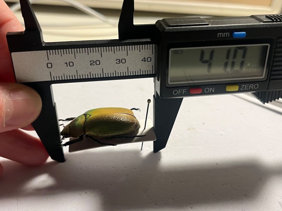 【33mm】ボウカルディプラチナコガネ Chrysina逆光で赤！昆虫標本