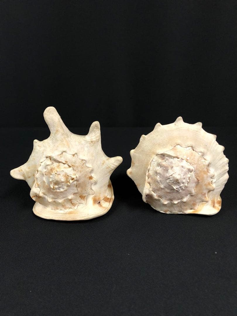 トウカムリガイ＊貝殻＊置物＊インテリア
