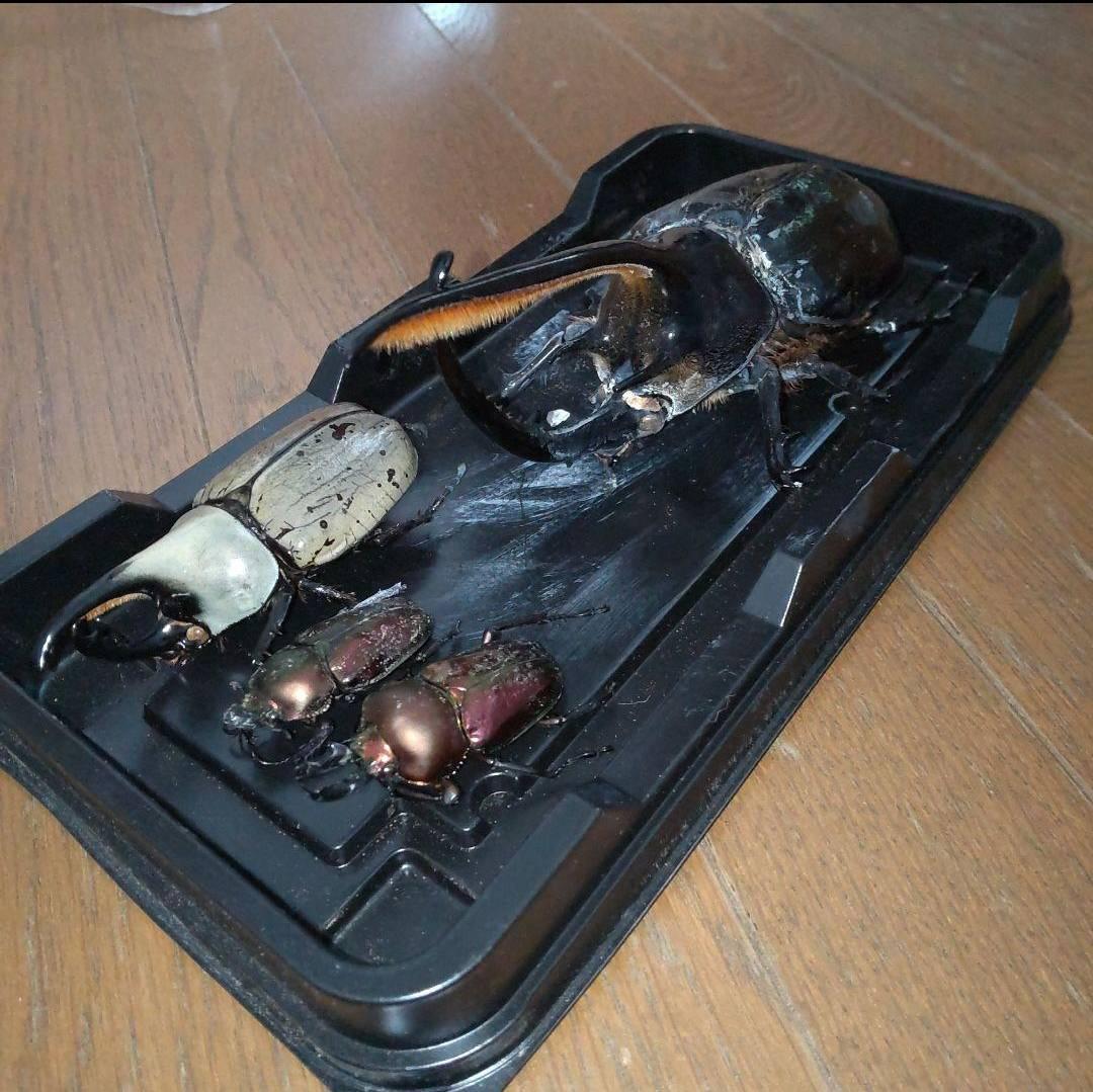 カーニバル　約40匹カブトクワガタ本物標本まとめ売り