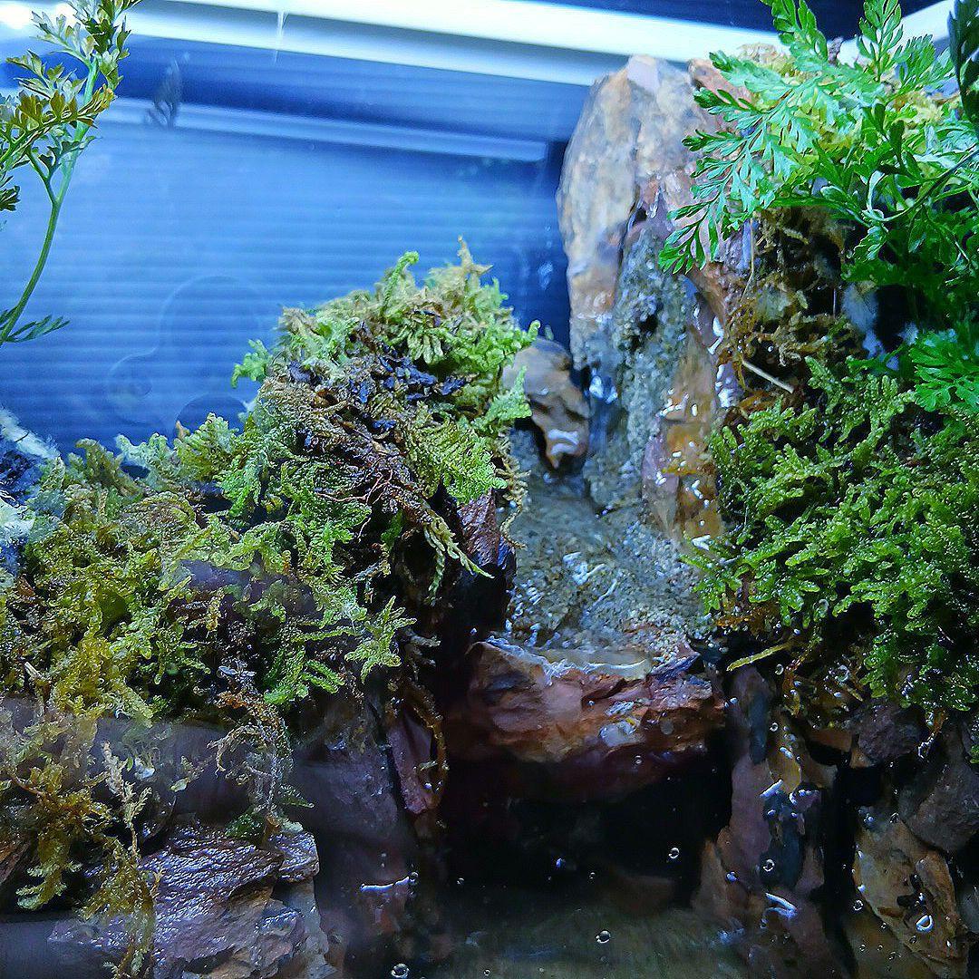 アクアテラリウム 水槽 完成品
