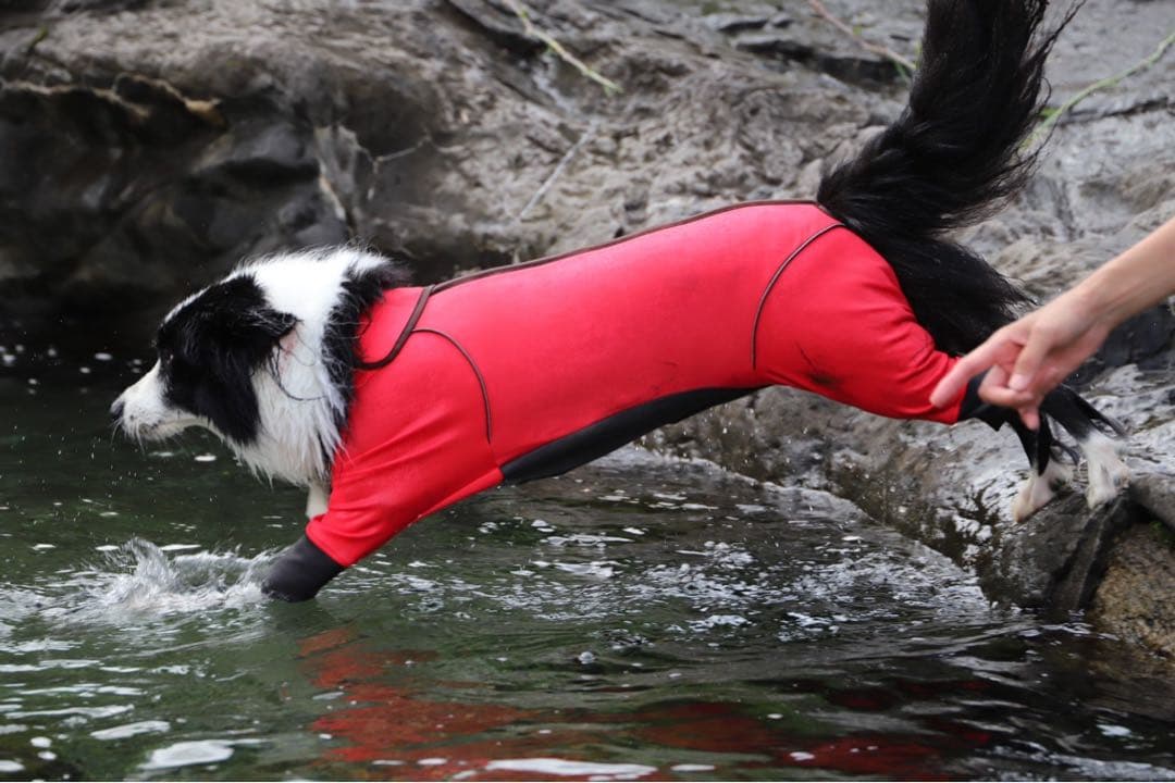 アルファアイコン　ダブルフルドッグガード　3L