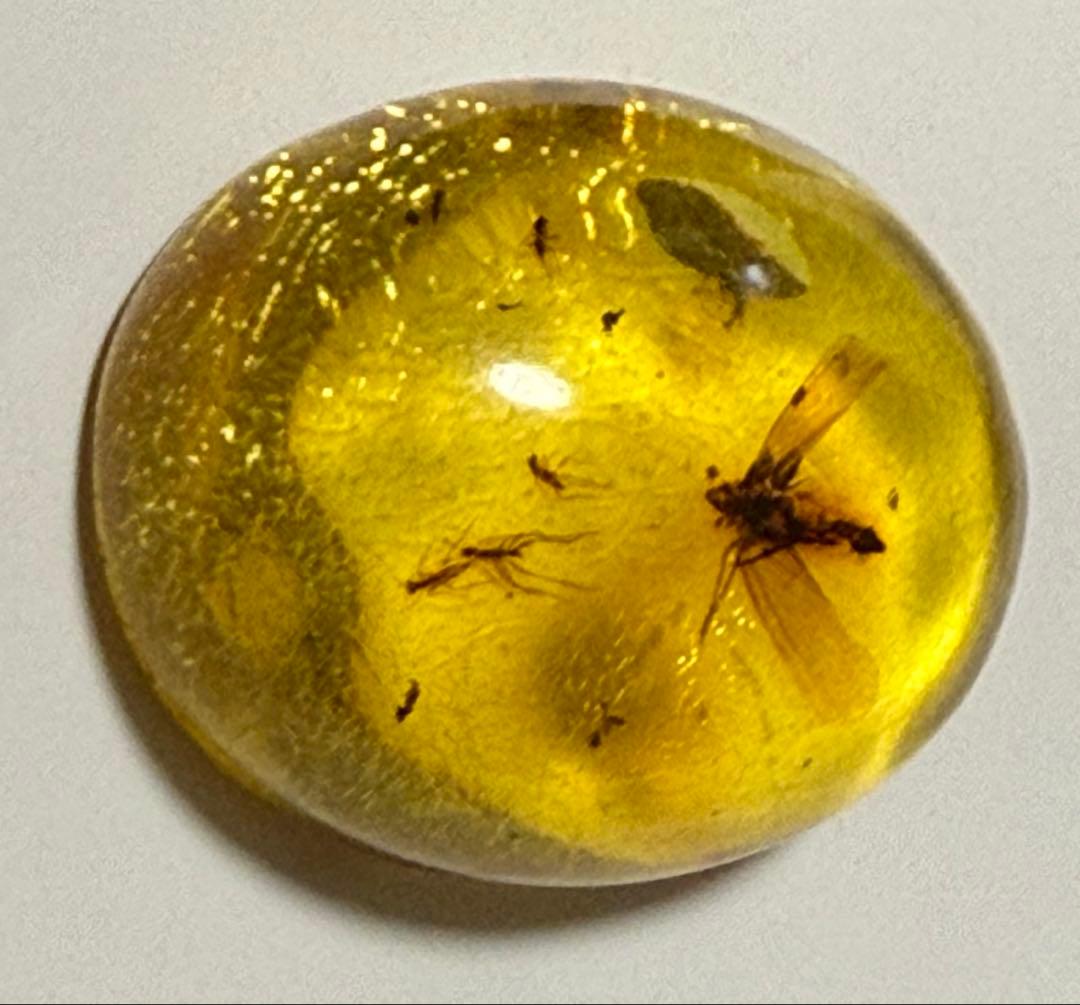 新品未使用 バルティックアンバー 虫入り琥珀 カボション ルース 1/2