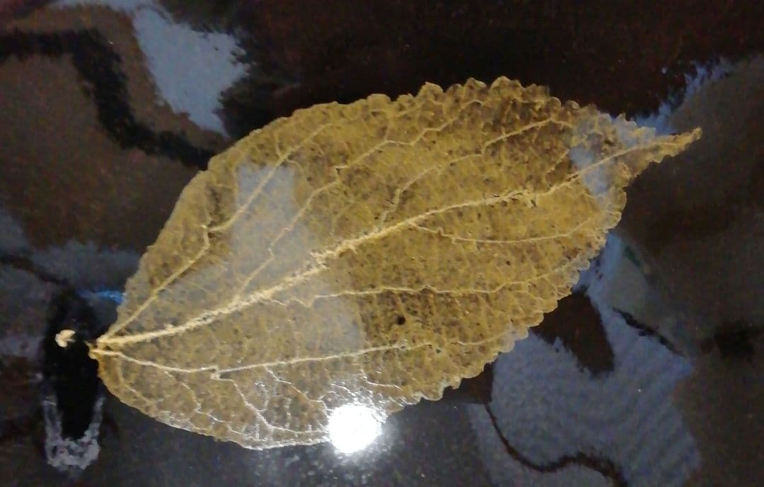 松山誠(玄斎)作　木葉　天目　茶碗　共箱　共布　略歴付　茶道具