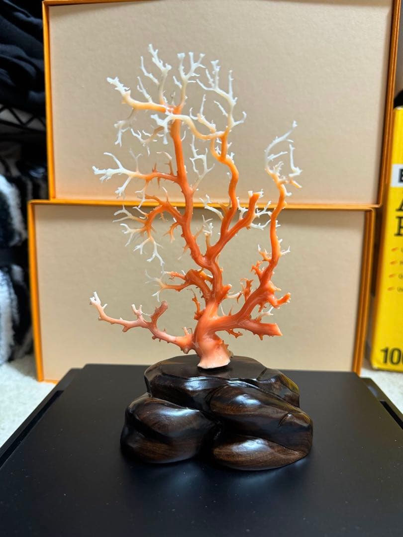 縁起物　赤珊瑚　桃珊瑚　原木　サンゴ