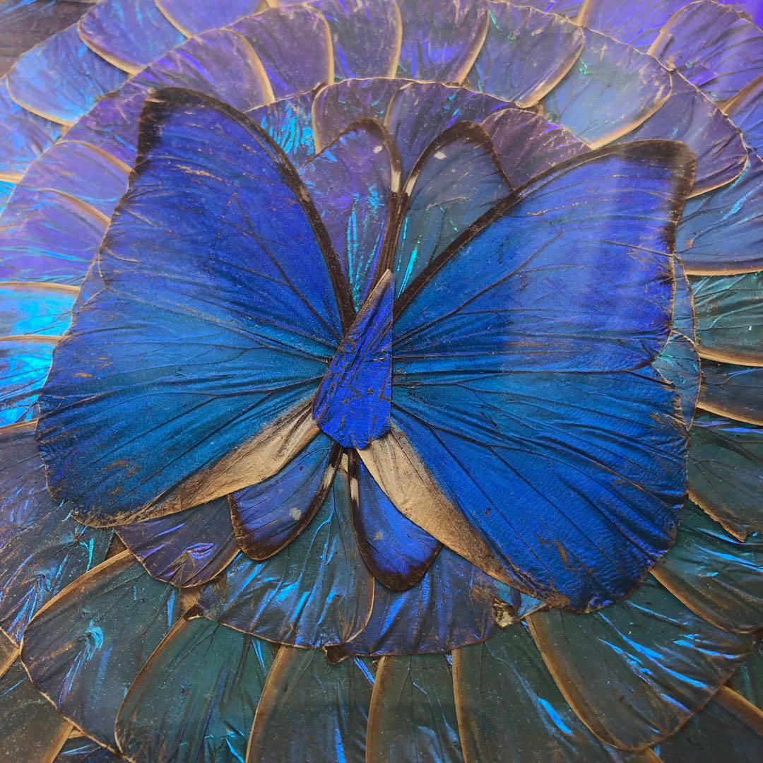 希少　モルフォ蝶 飾り額 標本　コレクション　アクセサリー素材