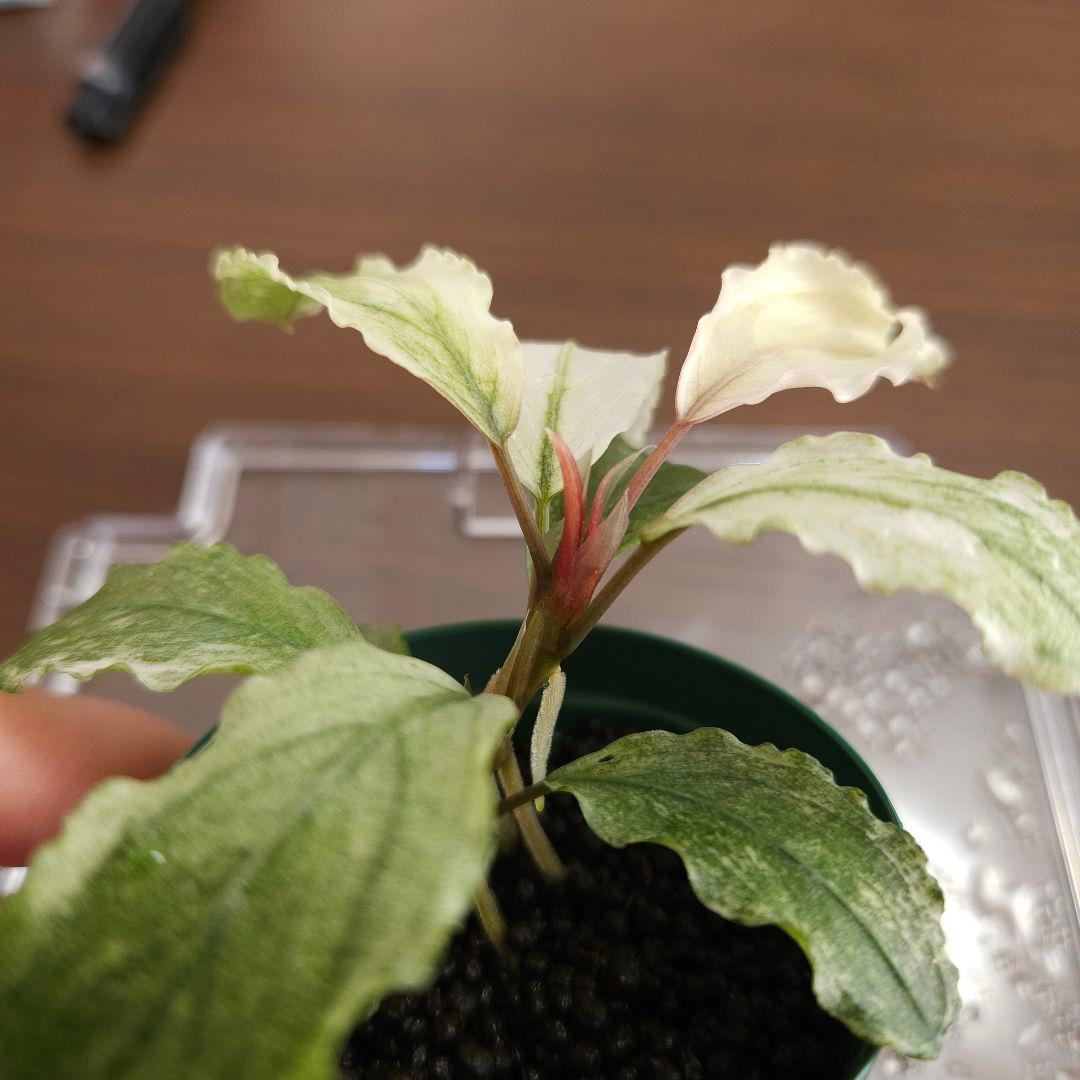 水草 Bucephalandra sp. White Marble Big leaf