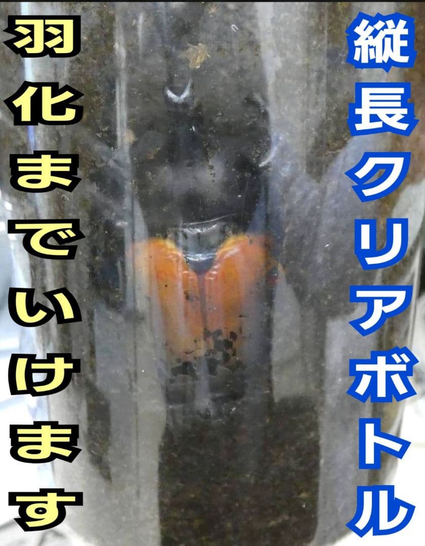 発酵マット入り！国産カブトムシ幼虫1頭飼育専用縦長クリアボト【20本セット】