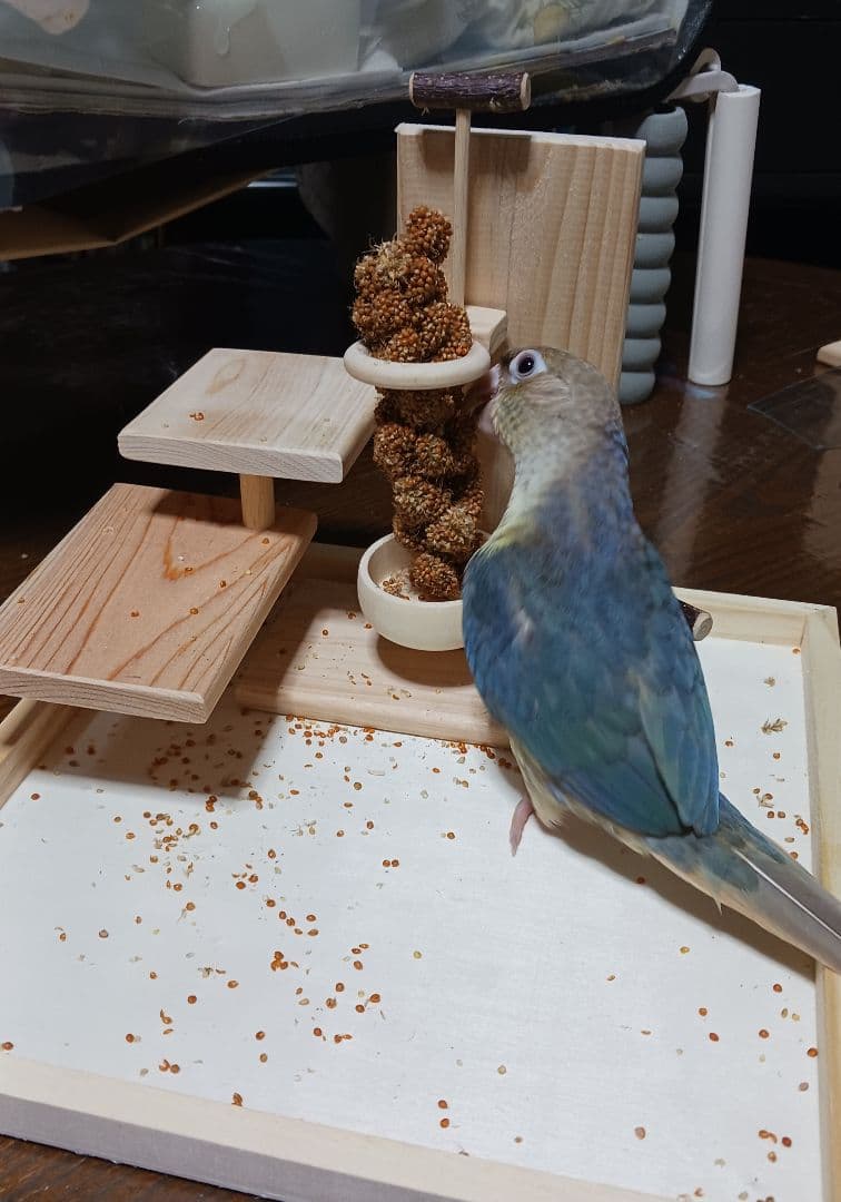 b6　粟の穂専用ホルダーと専用トレー　バードトイ　止まり木　フォージングトイ