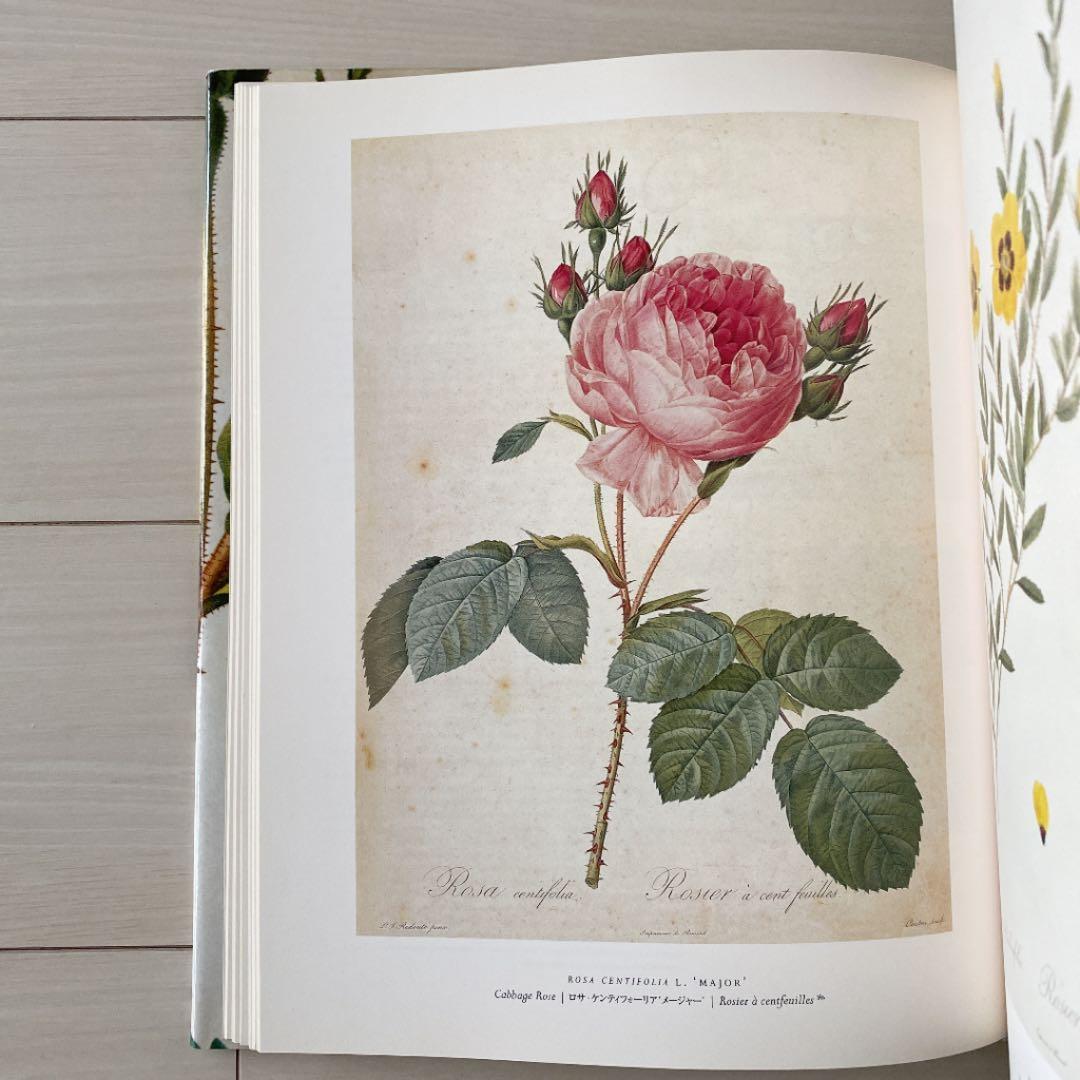 バラ　ルドゥーテ