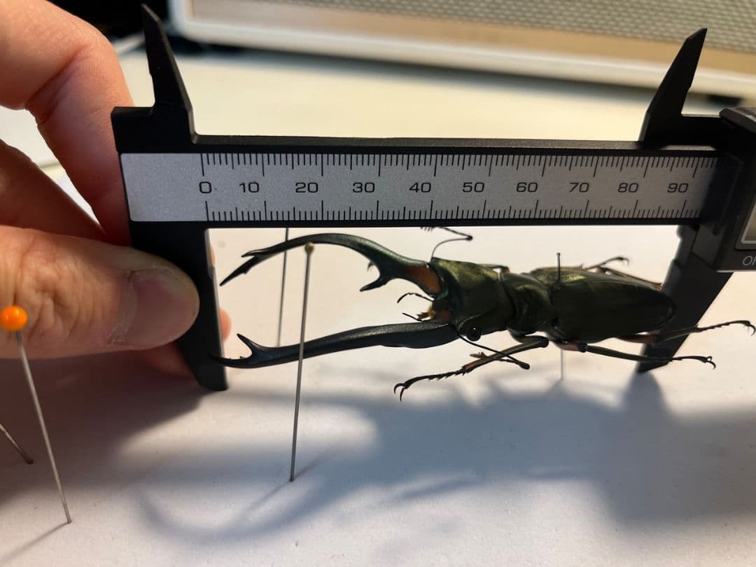 【94mm】エラフスホソアカクワガタ Cyclommatus 本 標本 甲虫