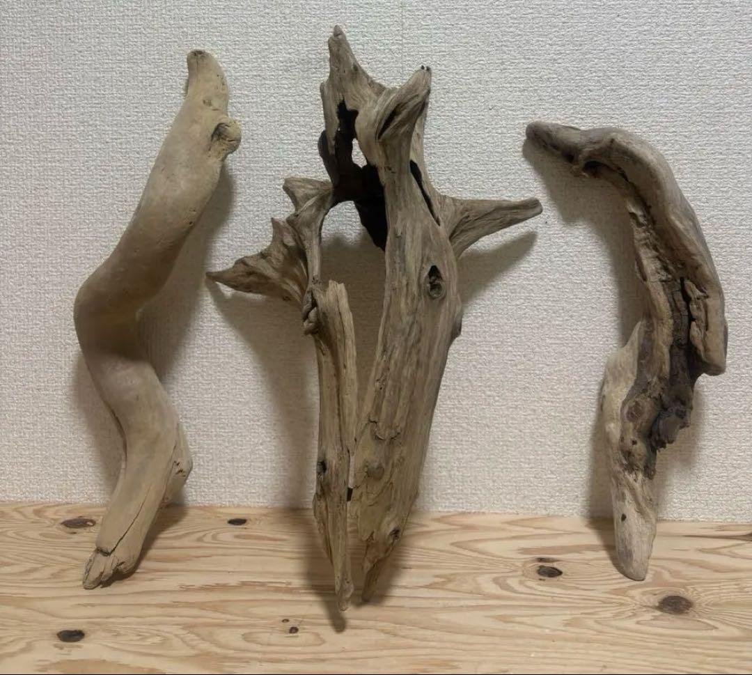 G80 天然流木　灰汁抜き処理済み　爬虫類　両生類　　インテリア　観葉植物