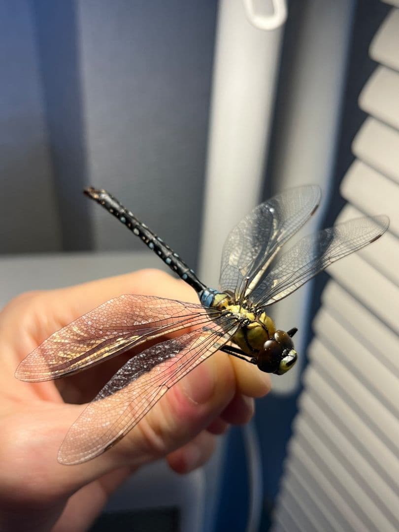 クロスジギンヤンマ 昆虫標本 オニヤンマ トンボ 虫除け ストラップ おにやんま