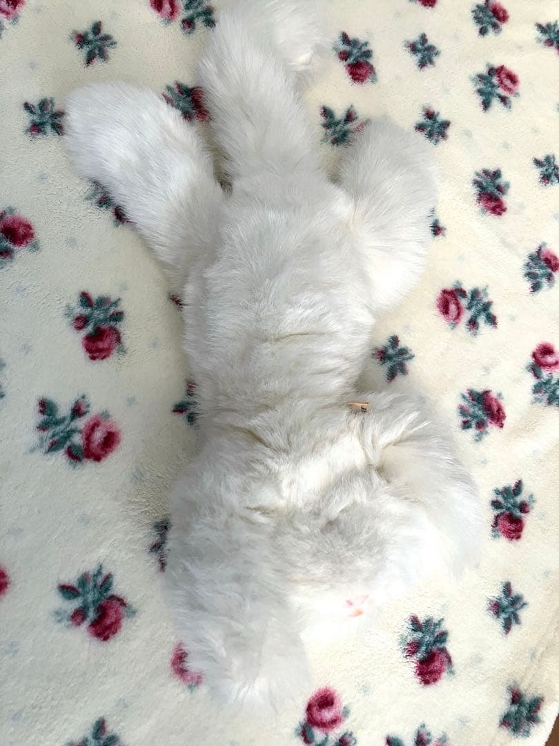 オオイケ　ペルシャ猫　ぬいぐるみ　昭和レトロ　美品