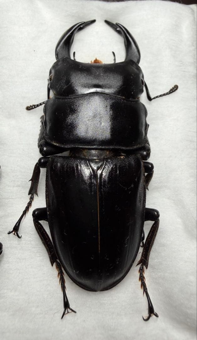 対馬産オオクワガタ♂ワイルド標本