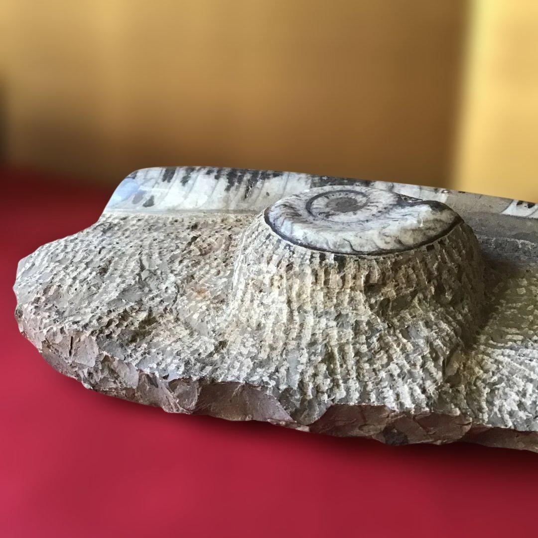 貝化石　大型　6、75kg 玄1