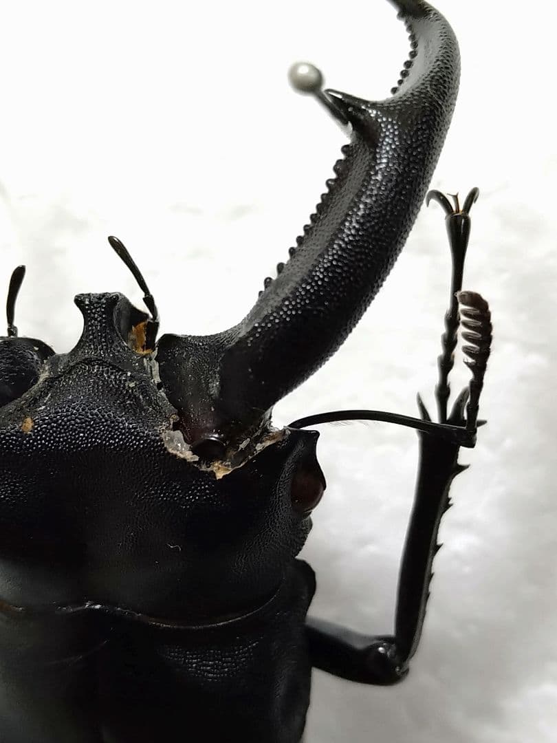 大型ジャワリノケロスフタマタクワガタ標本