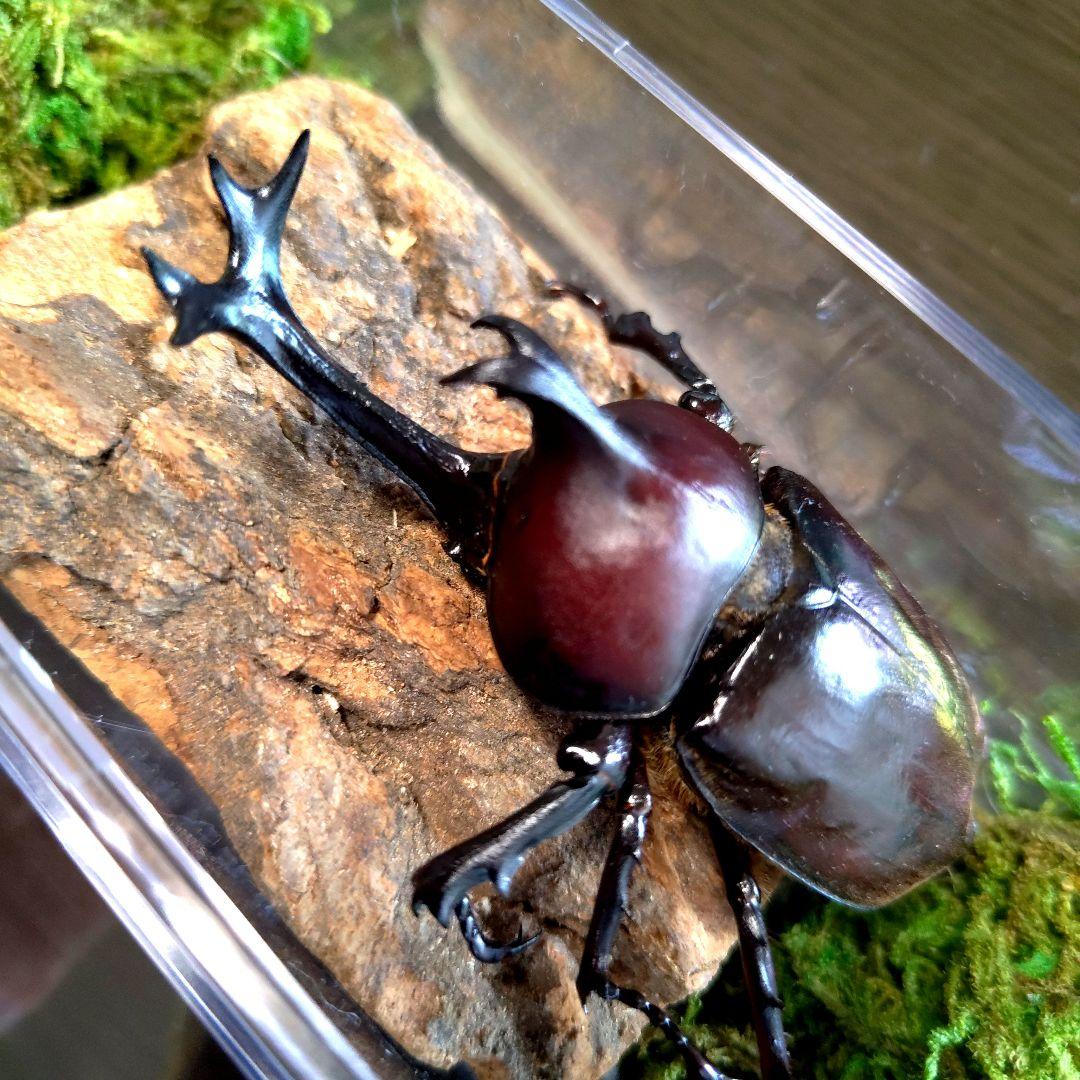 希少角ノコギリ突起角82mm頭角19.8mm胸角6.2mmぐらい赤カブトムシ標本