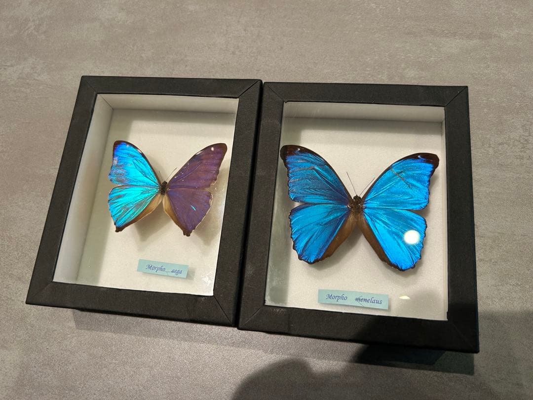 メネラウスモルフォ/エガモルフォ　標本セット