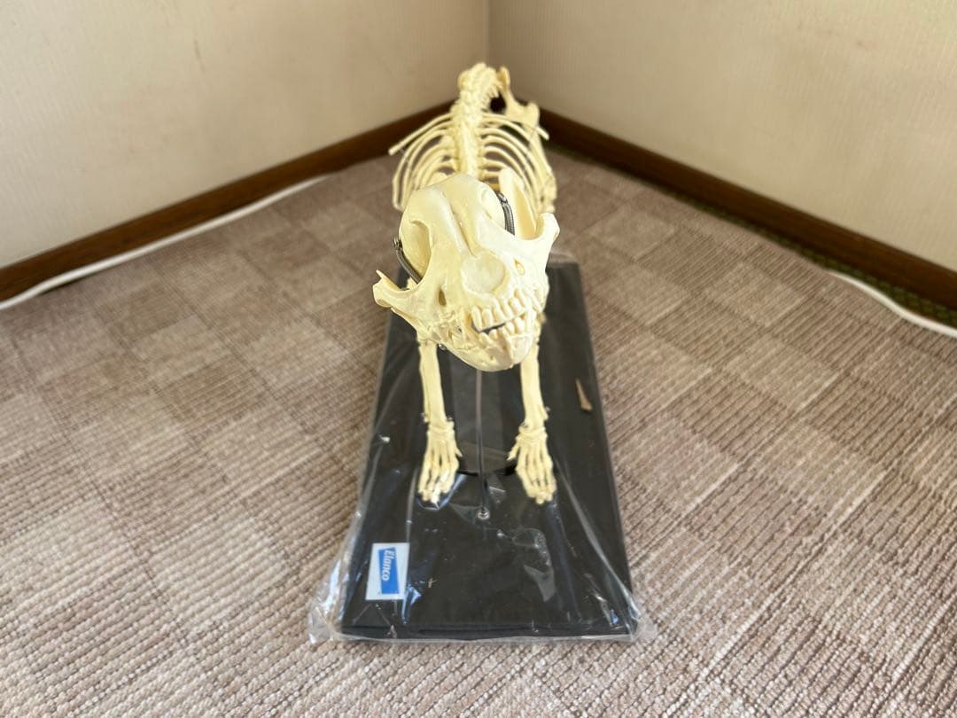 【未使用】　Elanco 犬の全身骨格模型【最終値下げ】