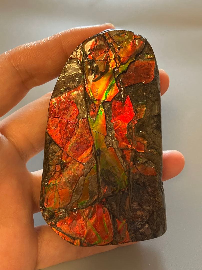 カナダ産　アンモライト　化石　原石　幅8.5cm 箱付き