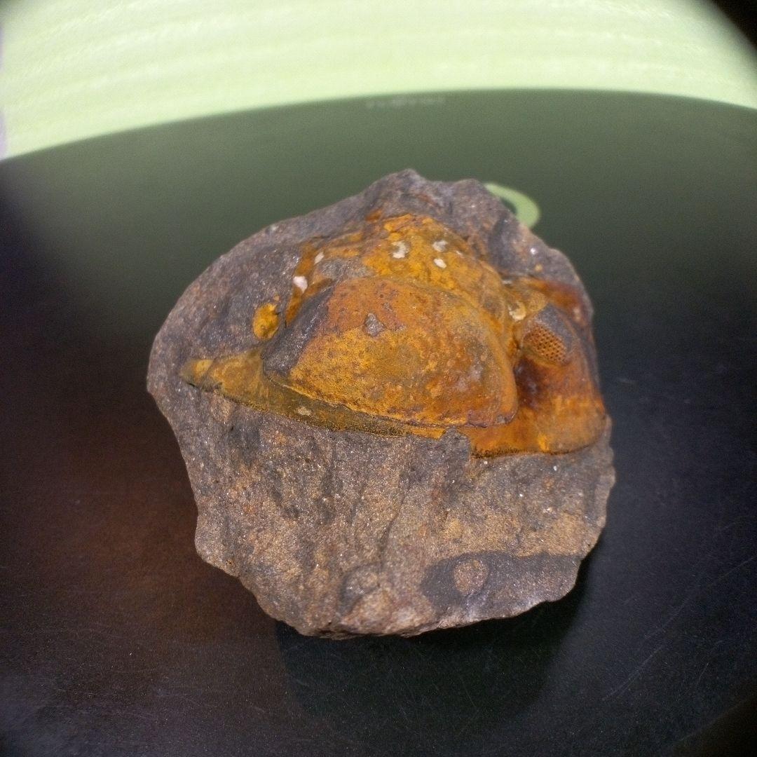 三葉虫　化石　fossil　ボリビア　trilobite　海生動物　三葉虫識別➁