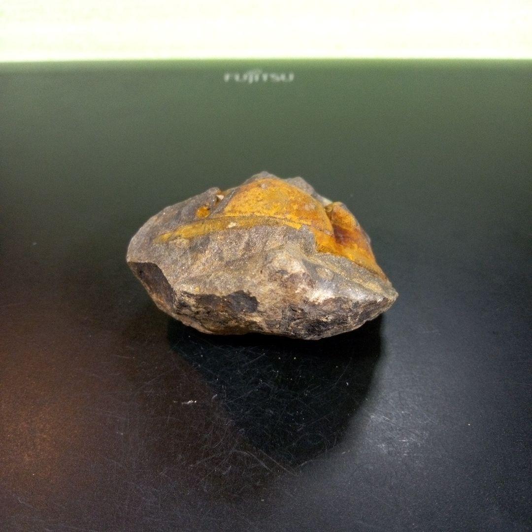 三葉虫　化石　fossil　ボリビア　trilobite　海生動物　三葉虫識別➁