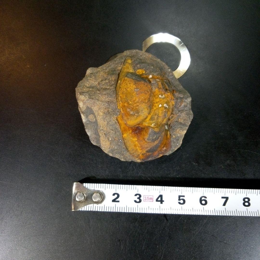 三葉虫　化石　fossil　ボリビア　trilobite　海生動物　三葉虫識別➁
