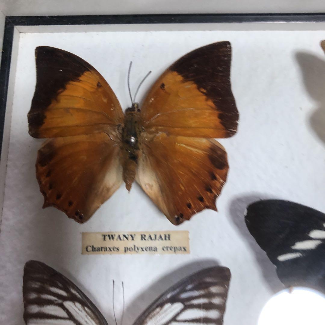 東南アジア系の蝶の標本です。